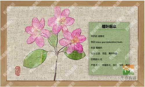 腊叶标本制作全攻略：从新手到精通的技巧合集