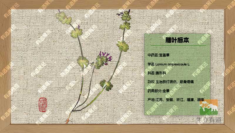 宝盖草腊叶标本