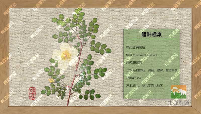 黄刺梅腊叶标本