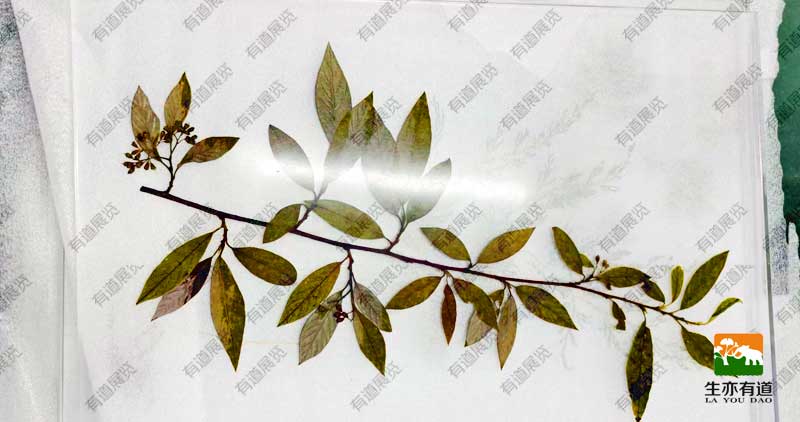 枝叶透明标本