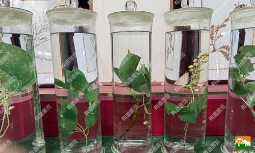 留住植物的生命色彩：植物浸制标本制作技巧攻略