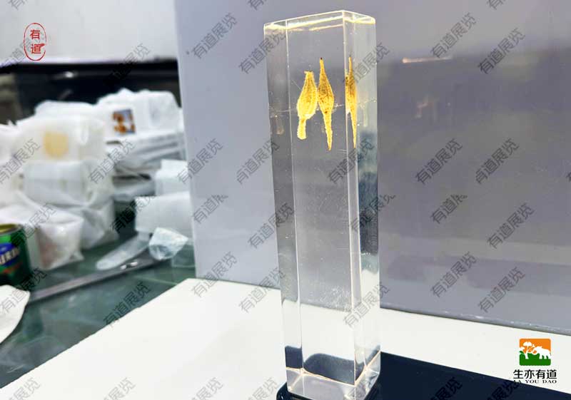 植物种子包埋标本