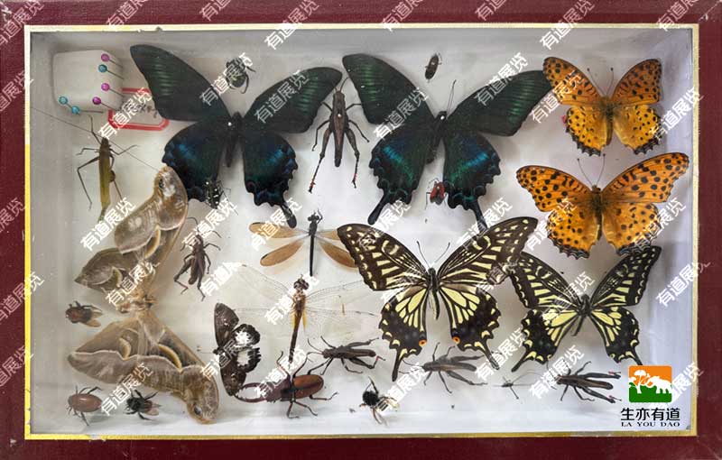 蝴蝶昆虫标本