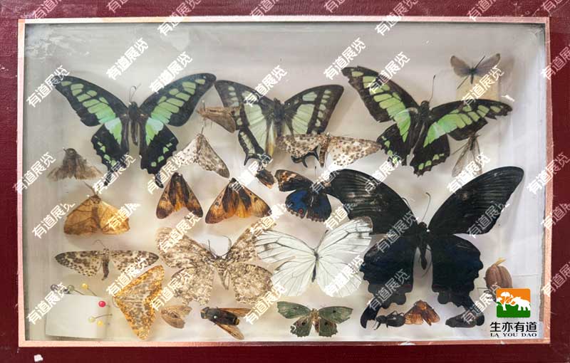 蝴蝶标本