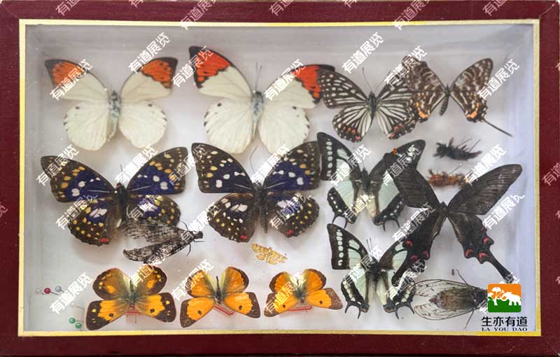 蝴蝶标本