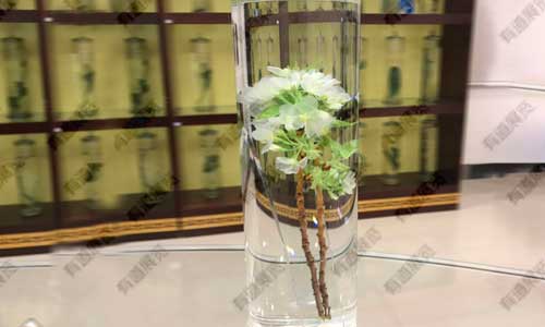 让中草药标本开口说话：中药标本常见分类与教学中的核心价值