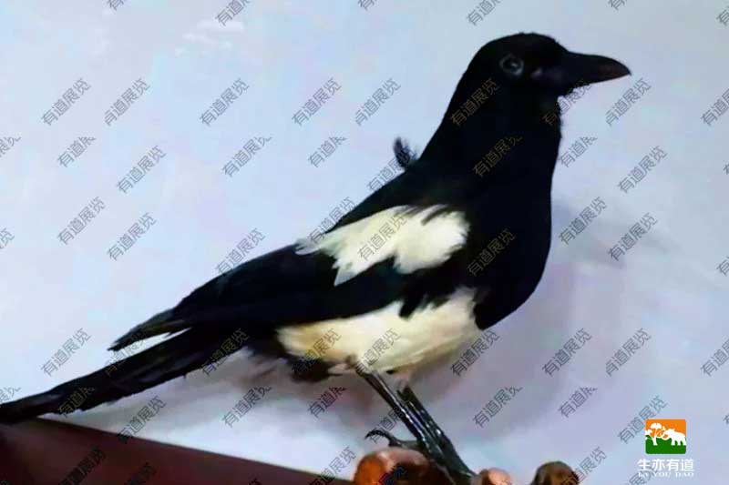 喜鹊标本