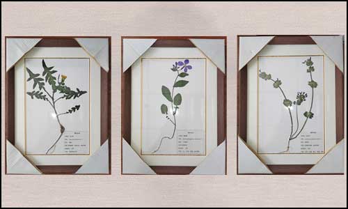 书页里的自然档案：带你读懂腊叶标本背后的科学与用途