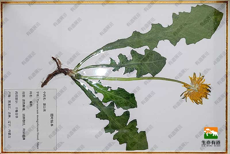 蒲公英腊叶标本