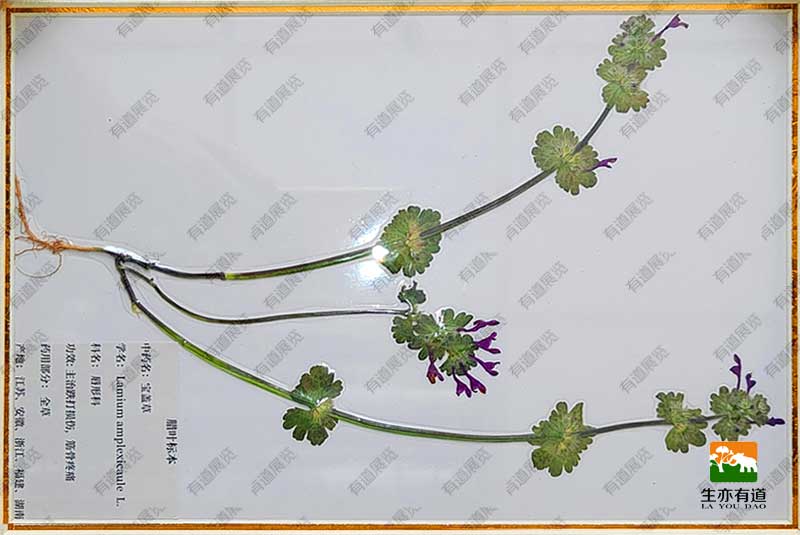 宝盖草腊叶标本