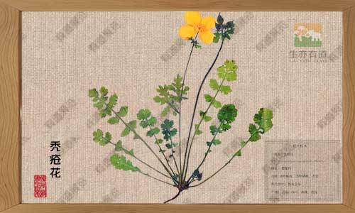 秃疮花：路边随意可见的植物，教你制作腊叶标本