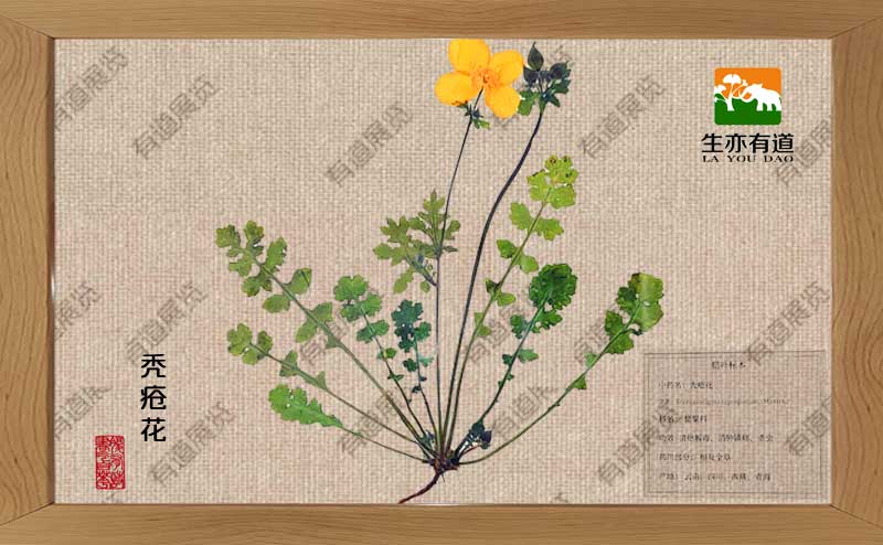 秃疮花腊叶标本