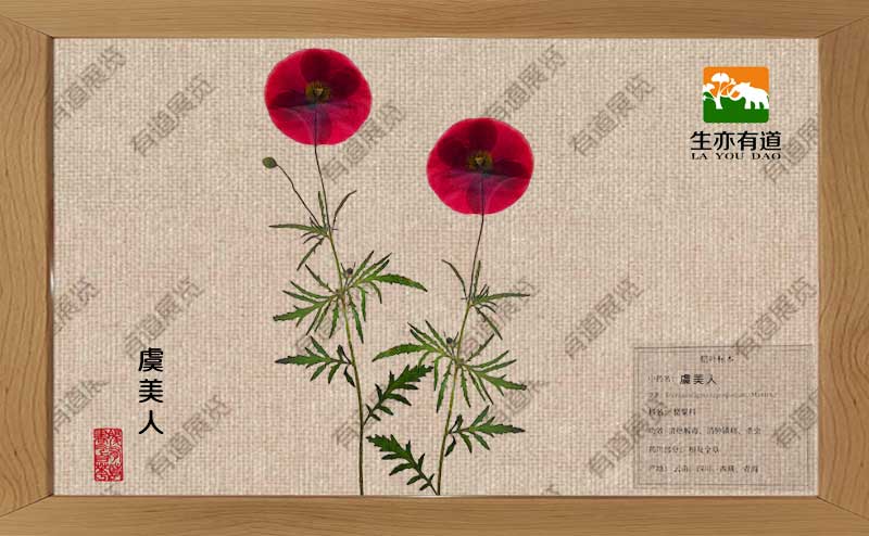 虞美人腊叶标本