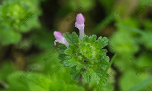 田野间的紫色精灵：带你认识宝盖草及腊叶标本制作介绍