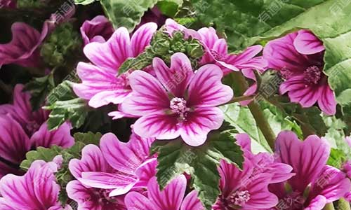 植物腊叶标本制作指南：锦葵的基本介绍与采集制作技巧