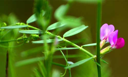 植物标本科普：如何制作一份完美的野豌豆腊叶标本？