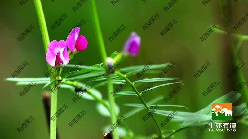 野豌豆采集