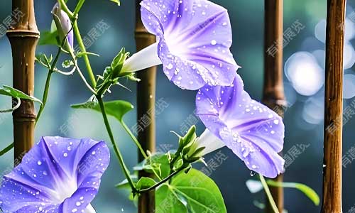 植物科普：从外形科属到药用价值，详解牵牛花腊叶标本