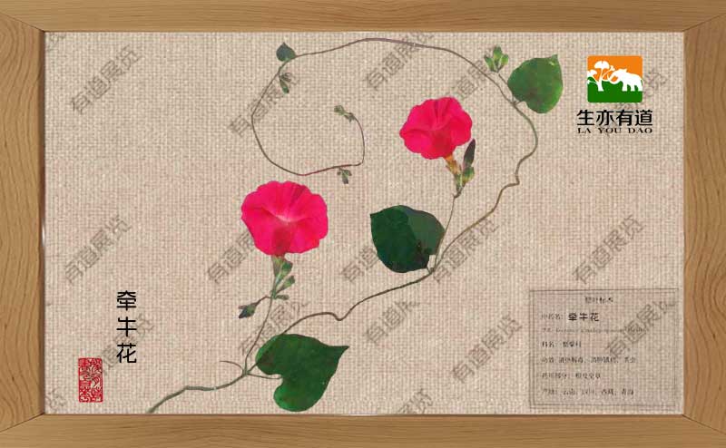 牵牛花腊叶标本