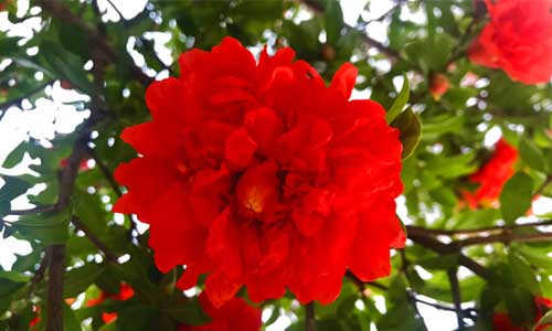 石榴花腊叶标本制作指南：从田野到台纸的完整流程