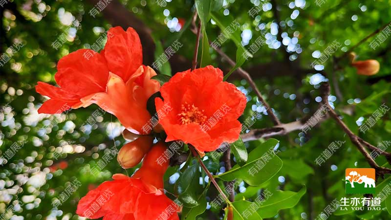 有道展览 整理腊叶标本技巧