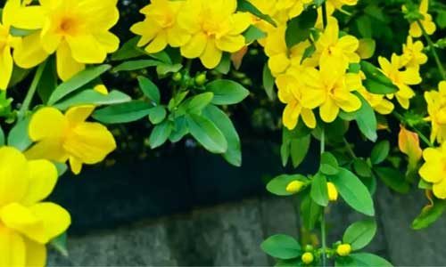 手把手教你做腊叶标本：迎春花枝条的整形与固定方法