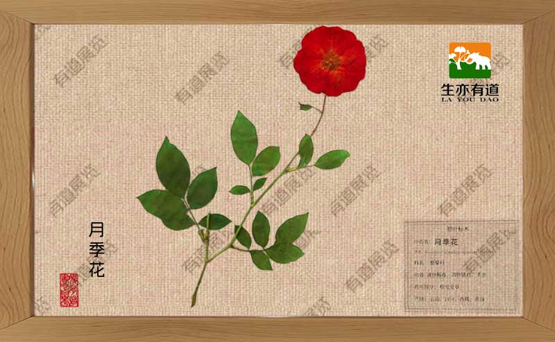 植物腊叶标本--月季花