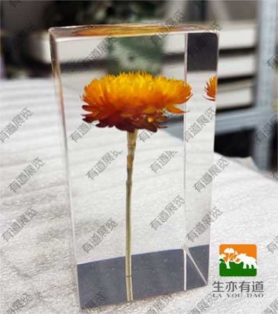 透明琥珀包埋标本