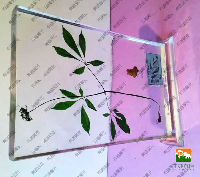 树脂包埋标本摆件