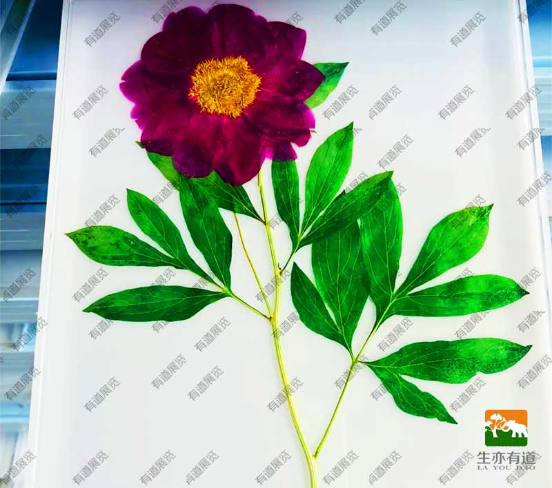 植物透明树脂 包埋标本