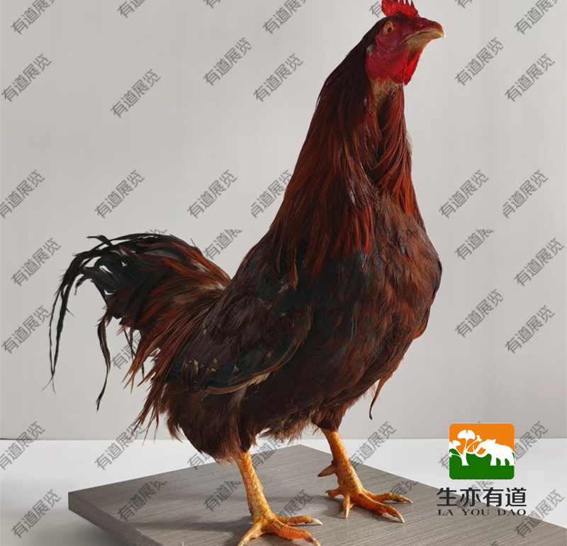 动物标本
