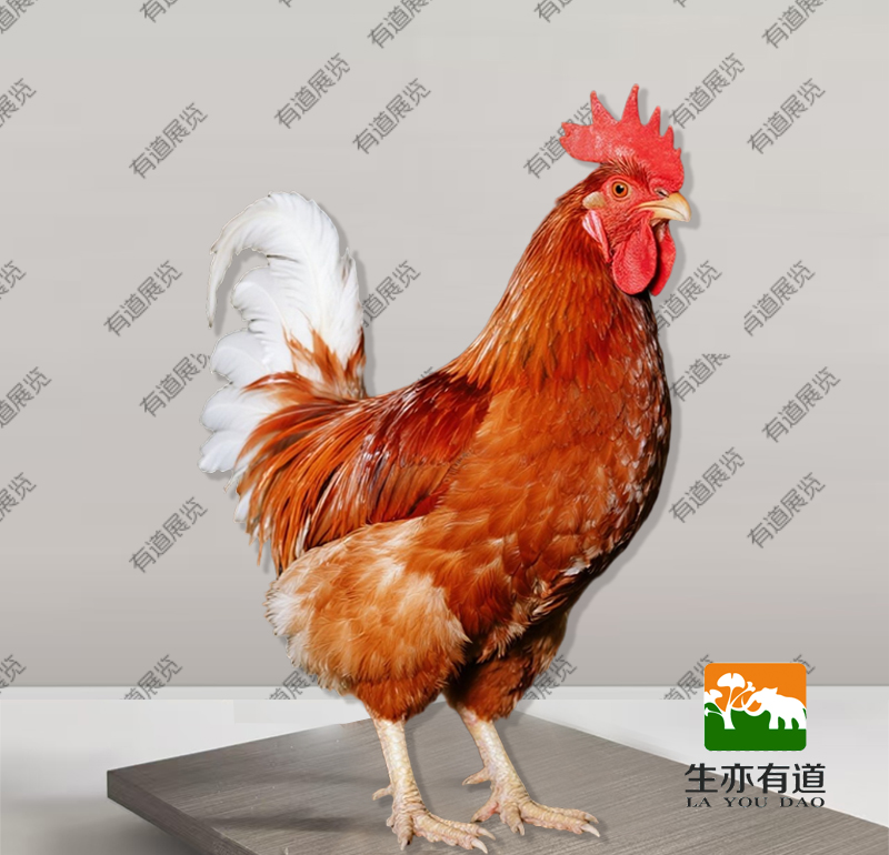 剥制标本