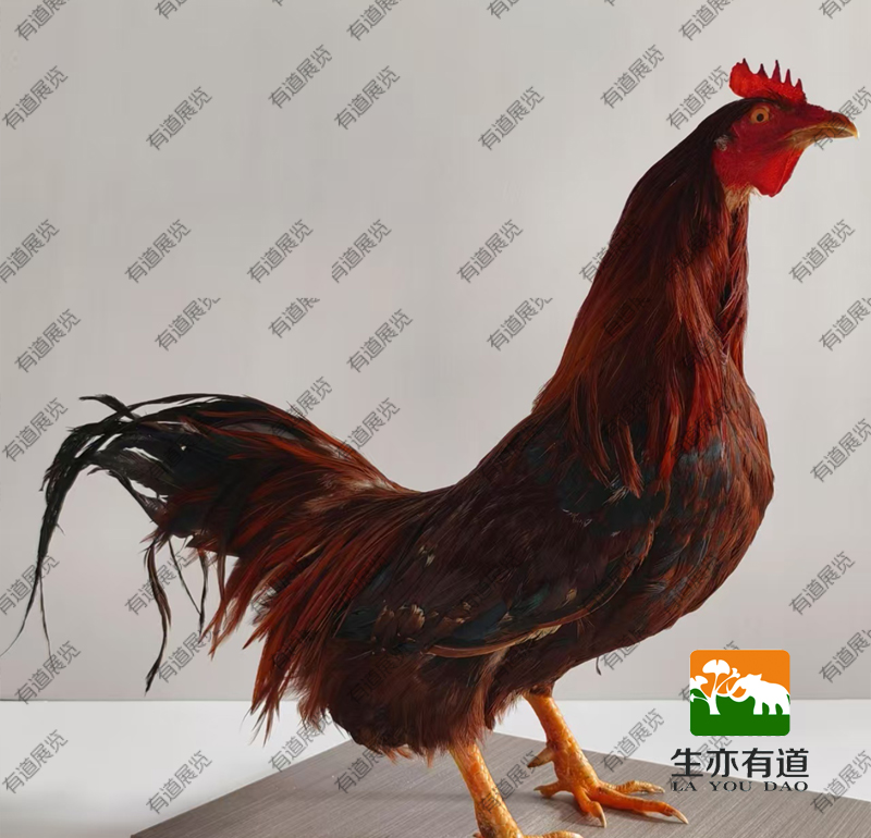 鸡剥制标本