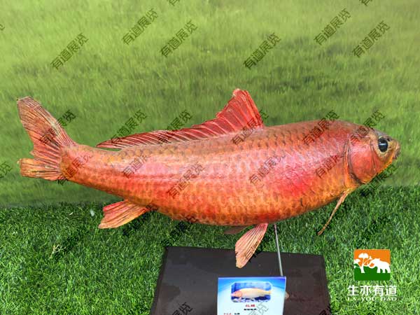 鱼类剥制标本