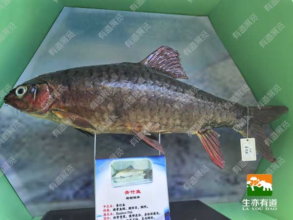青竹鱼标本