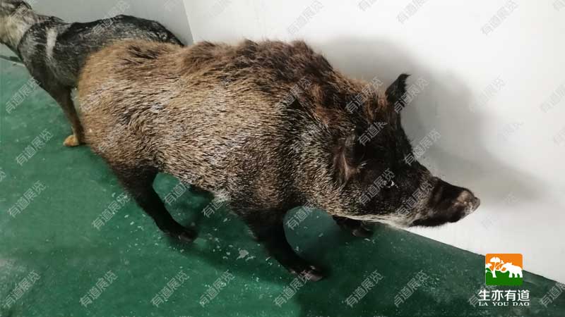 野猪剥制标本