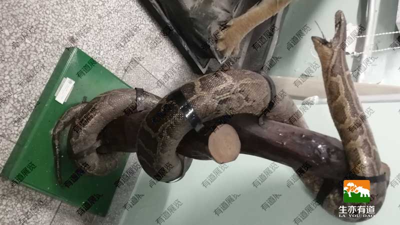 蛇剥制标本
