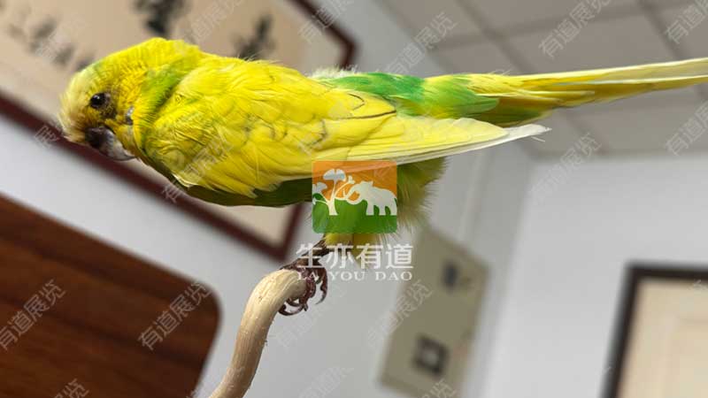 剥制标本