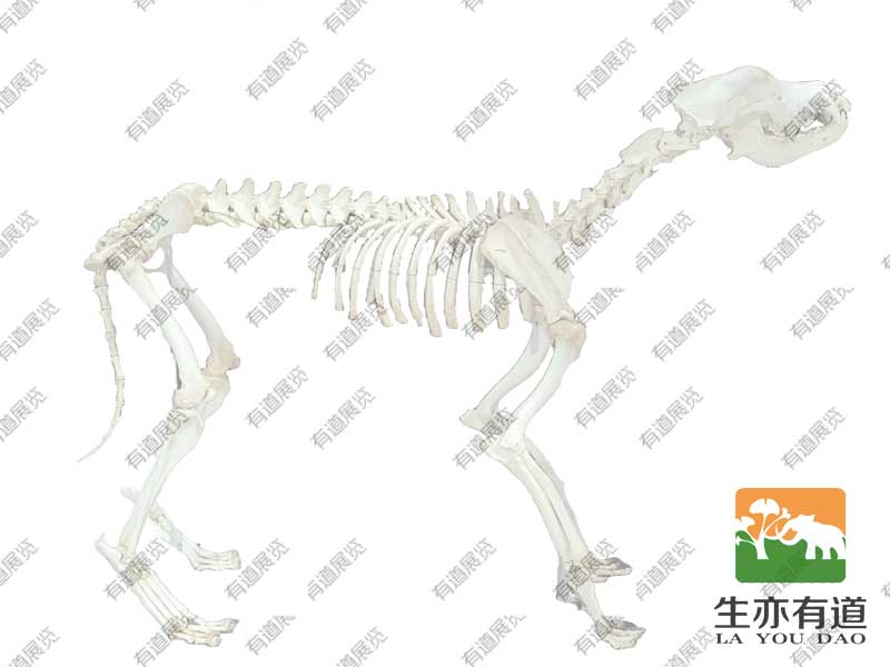 狗骨骼标本