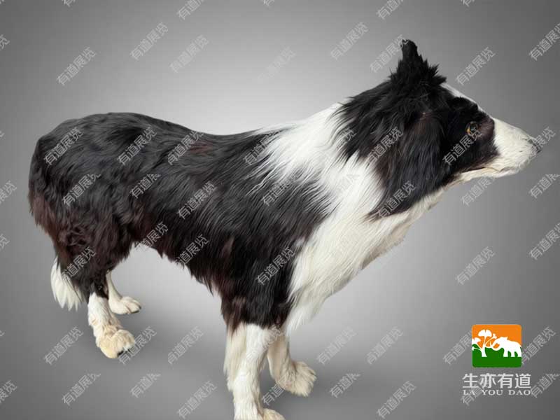 狗剥制标本