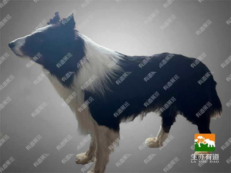 犬类剥制标本