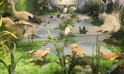 动植物标本馆怎么设计建设？从空间规划到展陈逻辑全解析