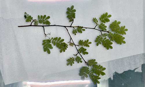 植物的哪些部位可以能做成包埋标本？常见制作种类展示