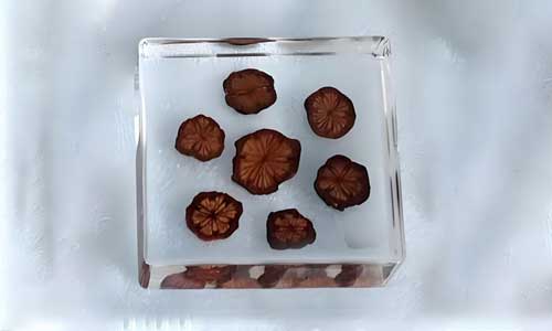 怕中药标本生虫褪色？这种包埋标本封装方式解决了老问题