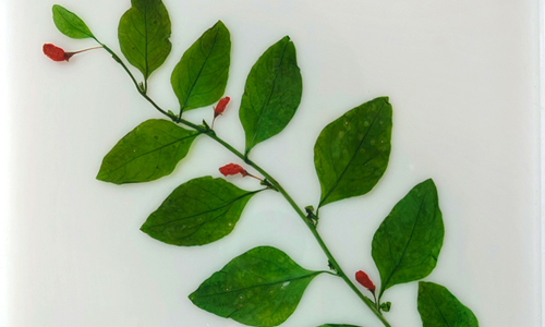 高清植物包埋标本图集，直观认识植物形态，植物教学好帮手