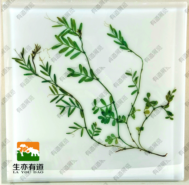 腊叶植物包埋标本