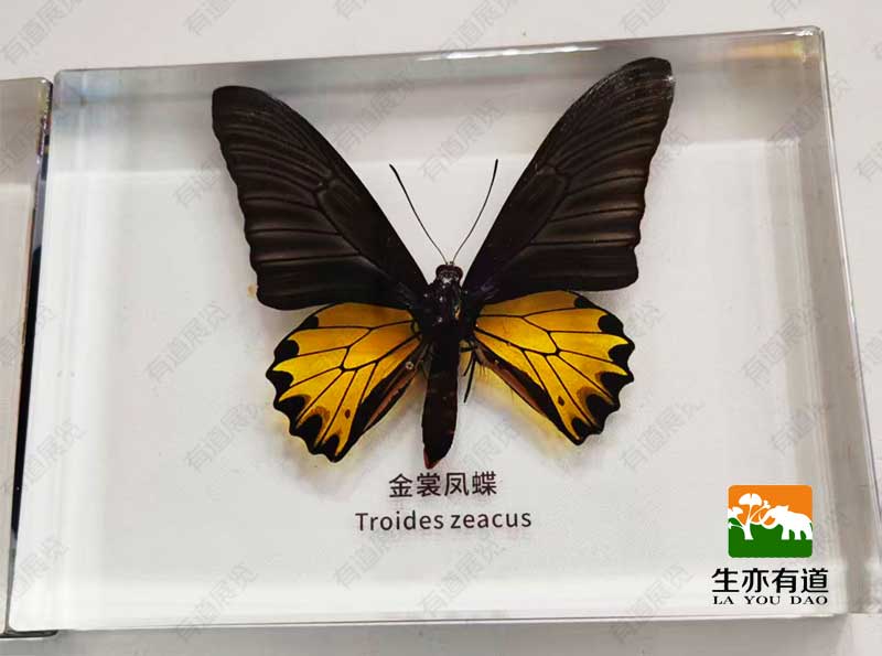 蝴蝶包埋标本