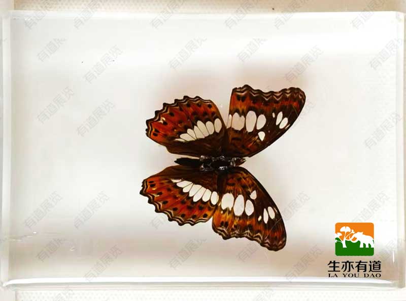 蝴蝶滴胶标本