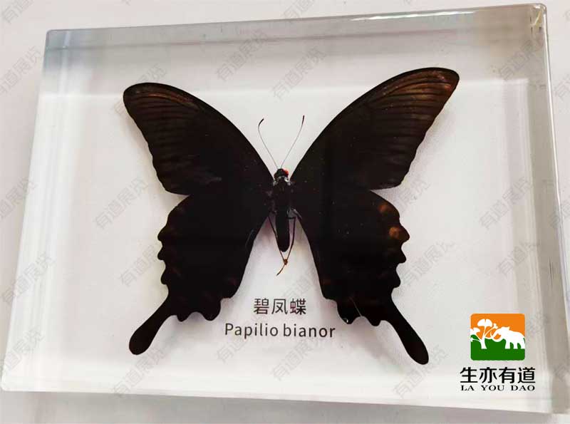 蝴蝶水晶标本
