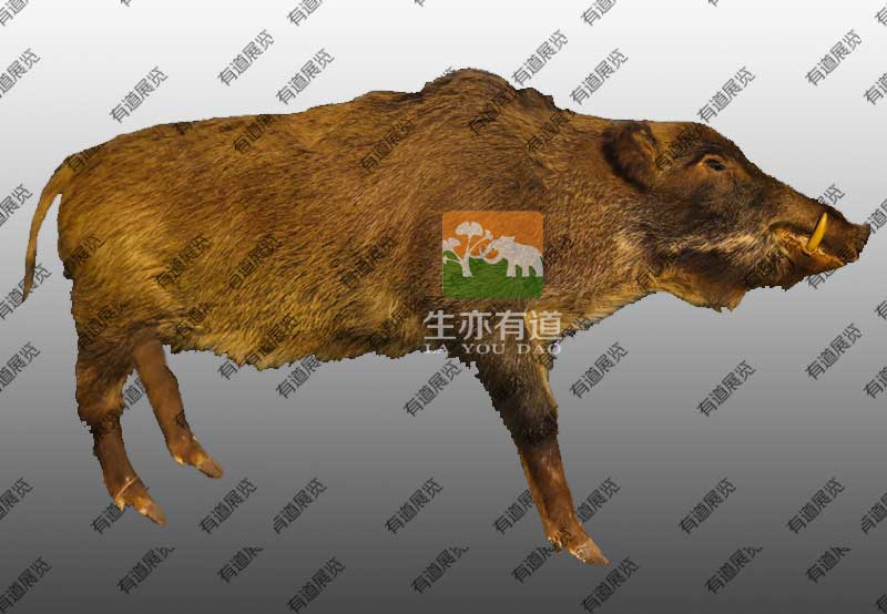 野猪剥制标本